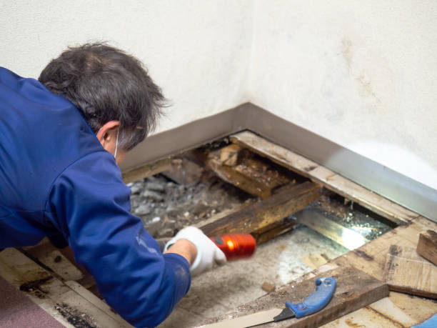 Best Mold Removal Company Near Me  in North El Monte, CA