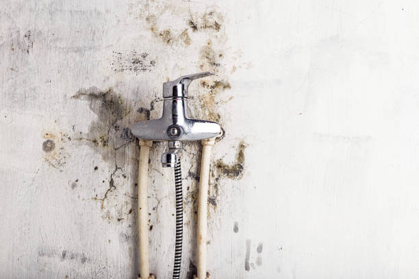 Best Emergency Mold Removal  in North El Monte, CA