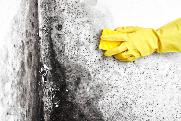 Certified Mold Removal in North El Monte, CA