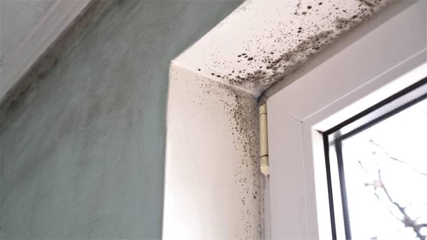 Best Affordable Mold Removal  in North El Monte, CA