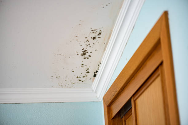 Best Professional Mold Removal  in North El Monte, CA
