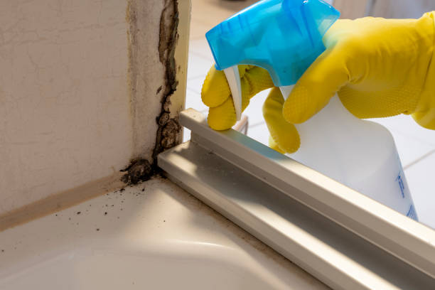 Best Commercial Mold Removal  in North El Monte, CA