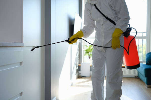 Best Fast Mold Removal  in North El Monte, CA