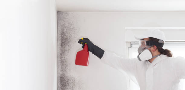 Best Local Mold Removal Service  in North El Monte, CA