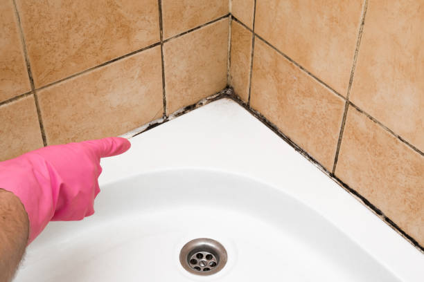 Best Crawl Space Mold Removal  in North El Monte, CA